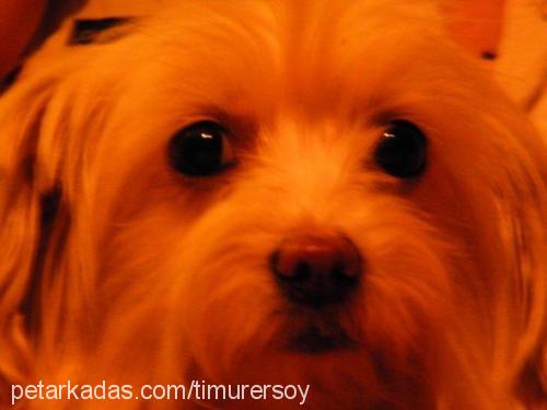 Çıtır Dişi Yorkshire Terrier