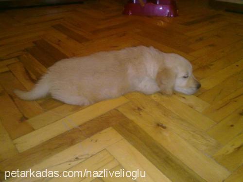 mİŞa Dişi Golden Retriever