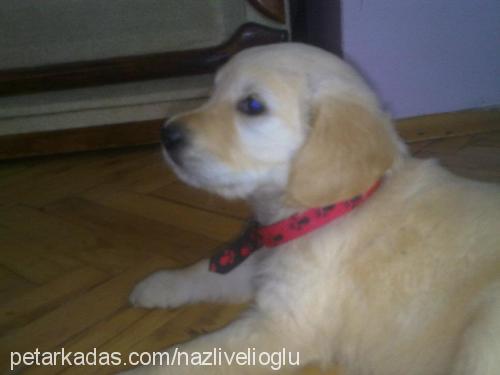 mİŞa Dişi Golden Retriever