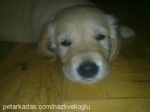 mİŞa Dişi Golden Retriever