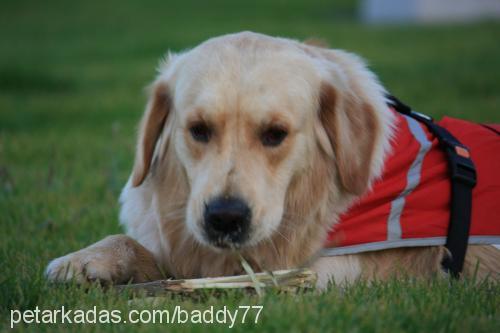 baddy Erkek Golden Retriever