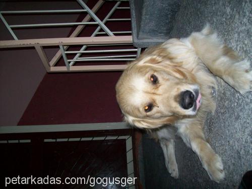 badi Erkek Golden Retriever