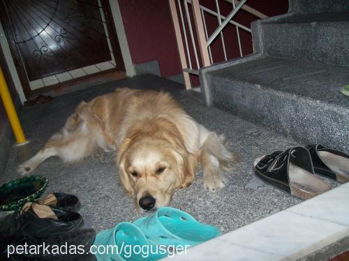 badi Erkek Golden Retriever