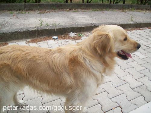 badi Erkek Golden Retriever