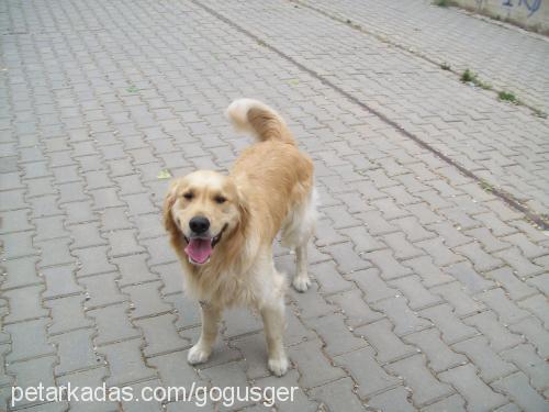 badi Erkek Golden Retriever