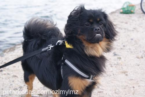 efes Erkek Tibetli Spaniel