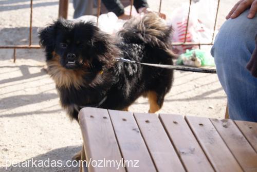 efes Erkek Tibetli Spaniel