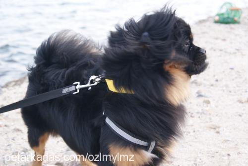 efes Erkek Tibetli Spaniel