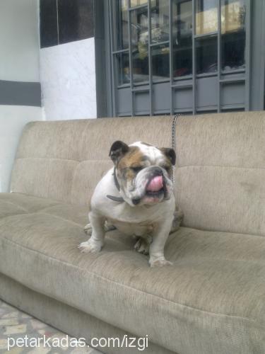 İgor Erkek İngiliz Bulldog