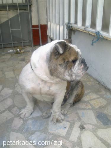 İgor Erkek İngiliz Bulldog