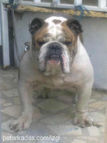 İgor Erkek İngiliz Bulldog