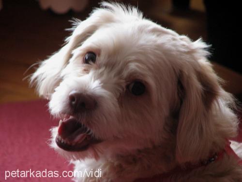 vıdı Erkek West Highland White Terrier