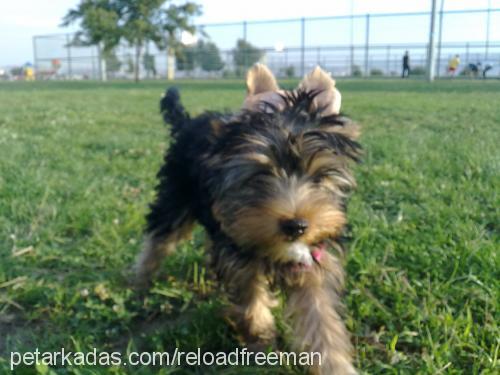 pekmez Dişi Yorkshire Terrier