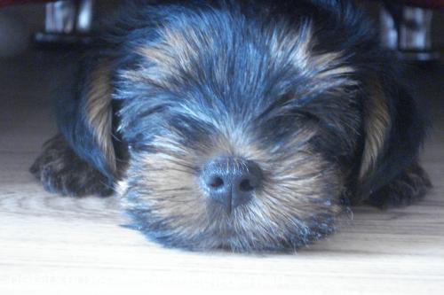 pekmez Dişi Yorkshire Terrier