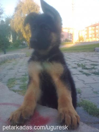 papsi Dişi Alman Çoban Köpeği