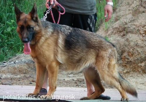 papsi Dişi Alman Çoban Köpeği