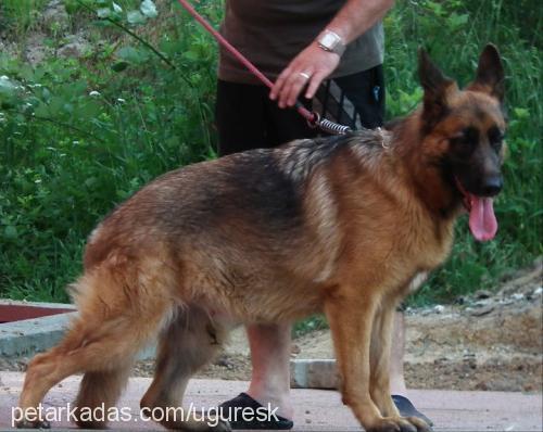 papsi Dişi Alman Çoban Köpeği