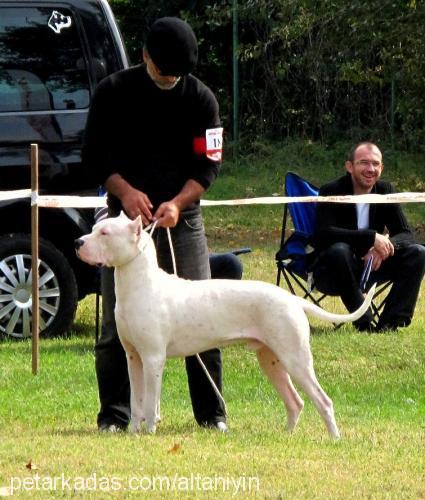 amadeusvısvenat Erkek Dogo Arjantin