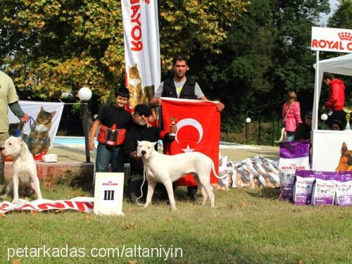 amadeusvısvenat Erkek Dogo Arjantin