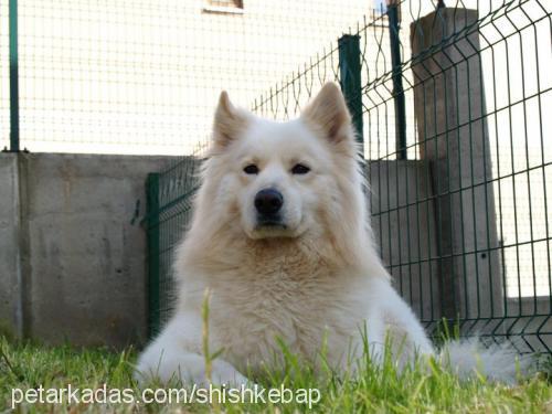 kasım Erkek Samoyed