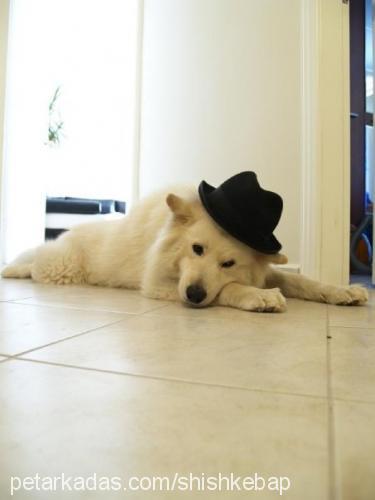 kasım Erkek Samoyed