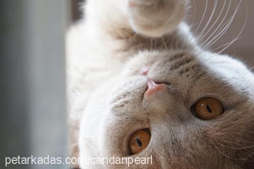 gakururamiz Erkek British Shorthair