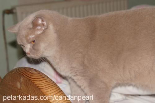 gakururamiz Erkek British Shorthair