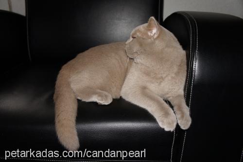 gakururamiz Erkek British Shorthair