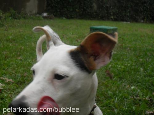 bubble Dişi Jack Russell Terrier