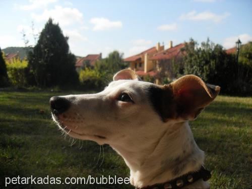 bubble Dişi Jack Russell Terrier