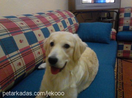 liza Dişi Golden Retriever