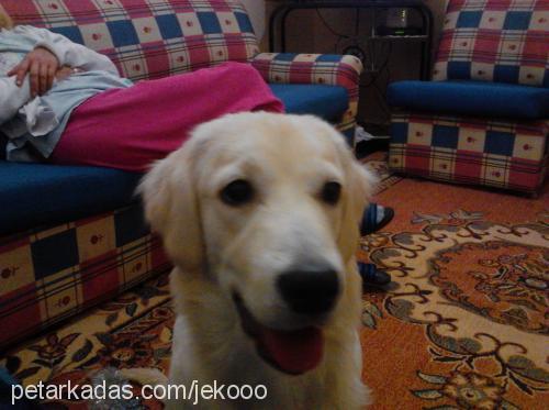 liza Dişi Golden Retriever