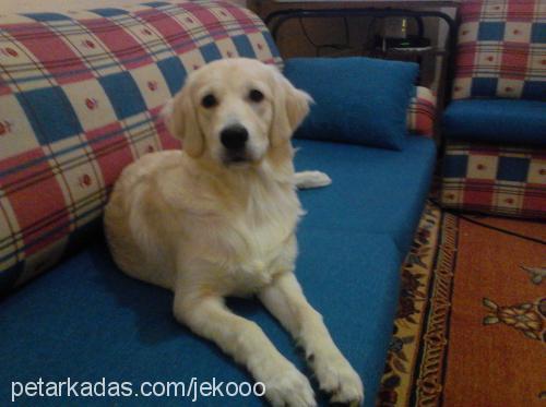 liza Dişi Golden Retriever