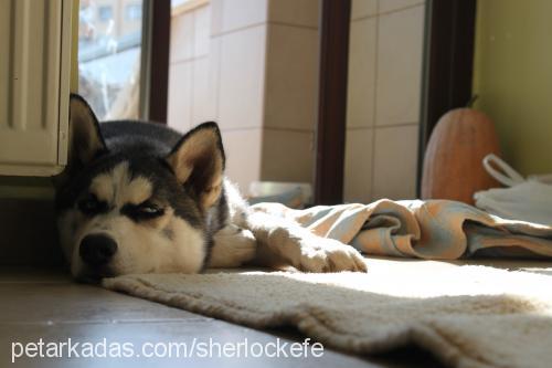 sherlockefe Erkek Sibirya Kurdu (Husky)