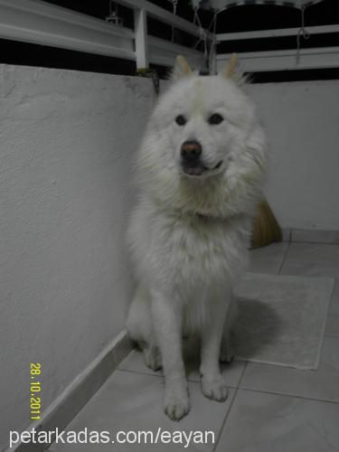 buffy Erkek Samoyed