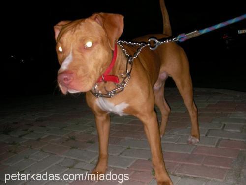 ateş Erkek Amerikan Pitbull Terrier