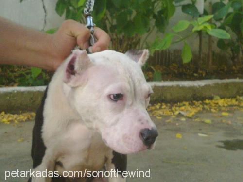 pascall Erkek Amerikan Staffordshire Terrier