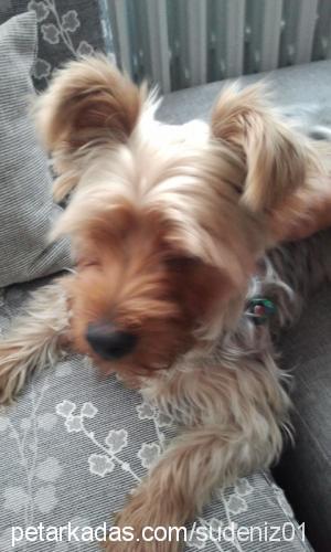 bambam Erkek Yorkshire Terrier