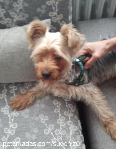 bambam Erkek Yorkshire Terrier