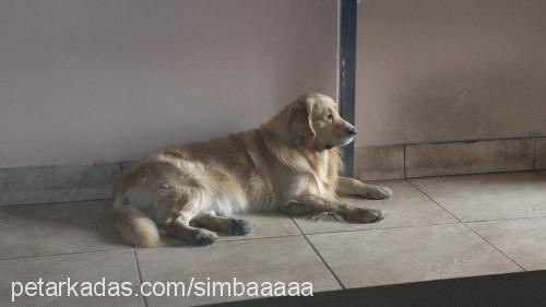 simba Erkek Golden Retriever