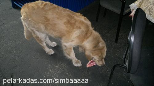 simba Erkek Golden Retriever