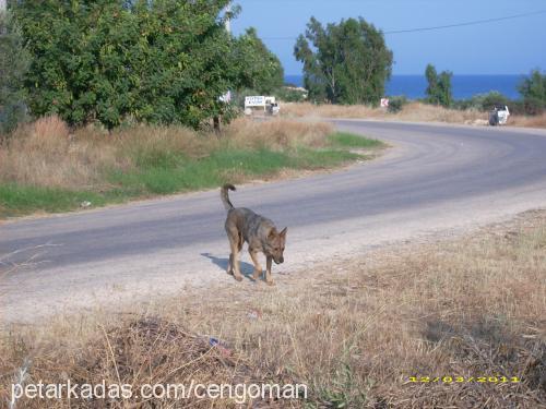 capkın Erkek Golden Retriever