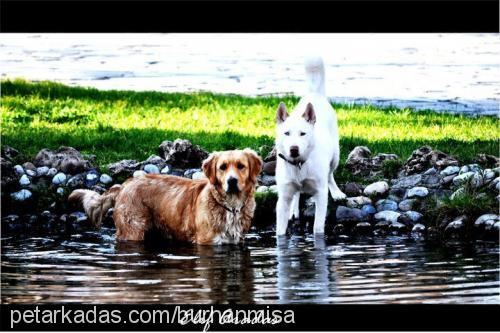 mişa Dişi Golden Retriever