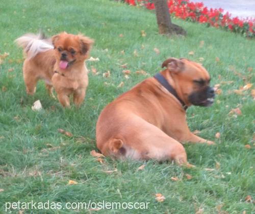 oscar Erkek Tibetli Spaniel