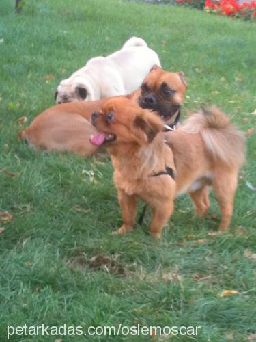 oscar Erkek Tibetli Spaniel