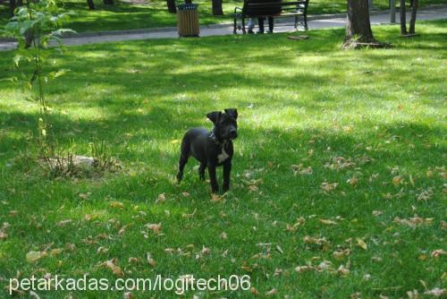 ceku Dişi Amerikan Staffordshire Terrier