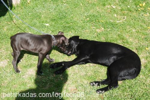 ceku Dişi Amerikan Staffordshire Terrier