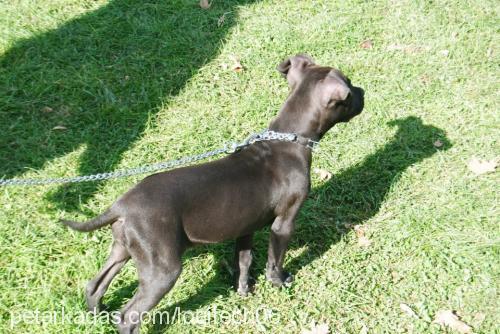 ceku Dişi Amerikan Staffordshire Terrier