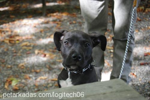 ceku Dişi Amerikan Staffordshire Terrier