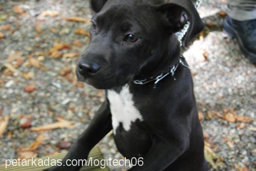 ceku Dişi Amerikan Staffordshire Terrier